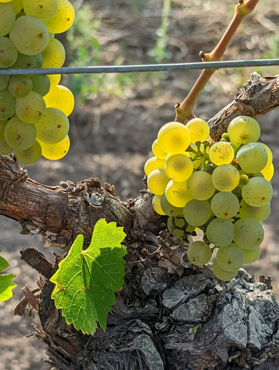 Grappe de raisin Chardonnay mûr sur un vieux cep de vigne au soleil pour le site vins-mariages.net