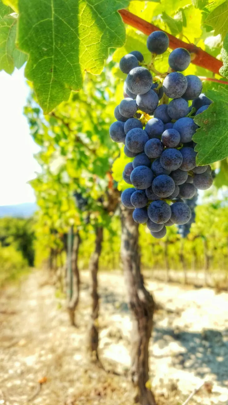 Grappe de raisin noir Syrah mûre sur un cep de vigne dans un vignoble baigné de soleil.