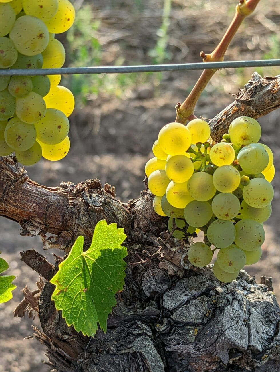 Grappe de raisin Chardonnay mûr sur un vieux cep de vigne au soleil pour le site vins-mariages.net