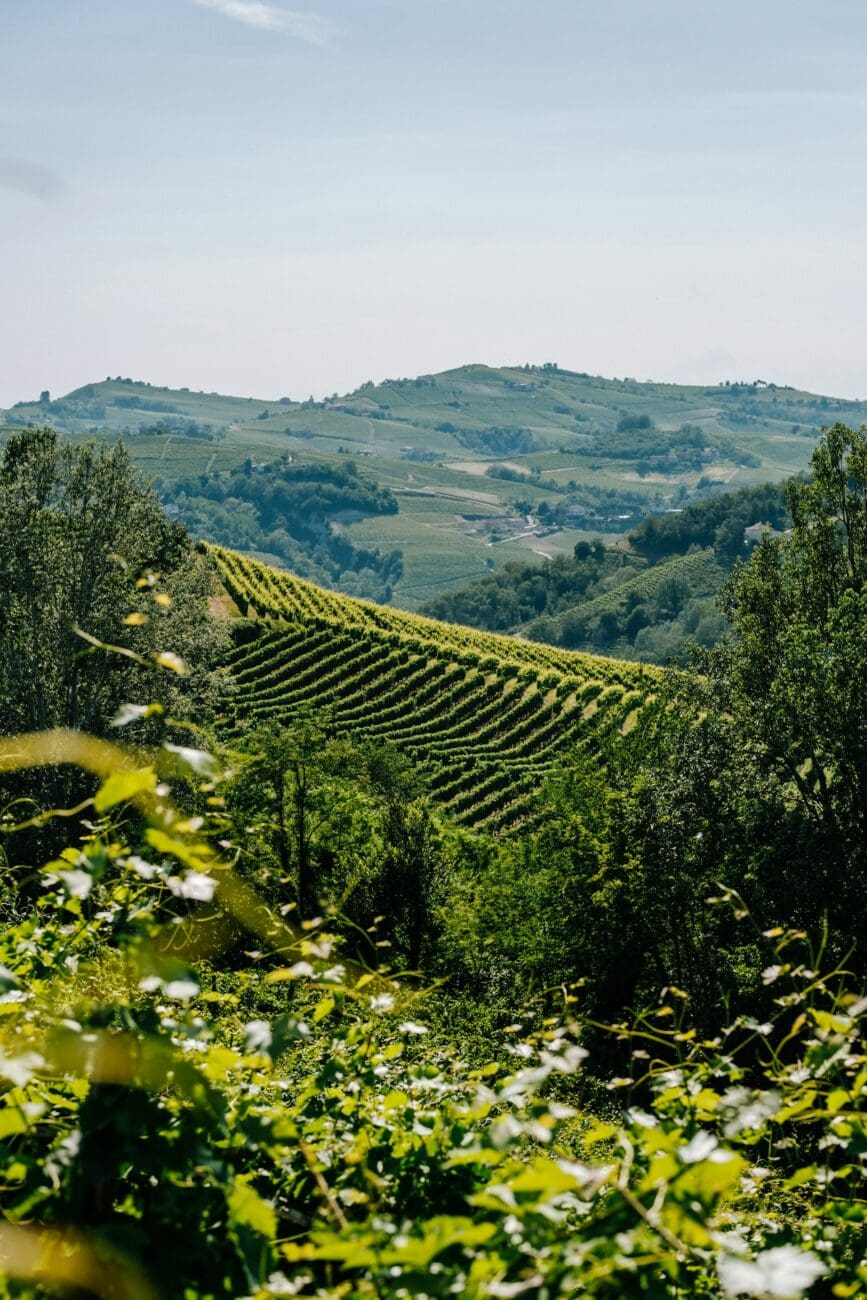 Paysage de vignobles en coteaux sous le soleil, origine de la sélection de vins pour mariages de vins-mariages.net.