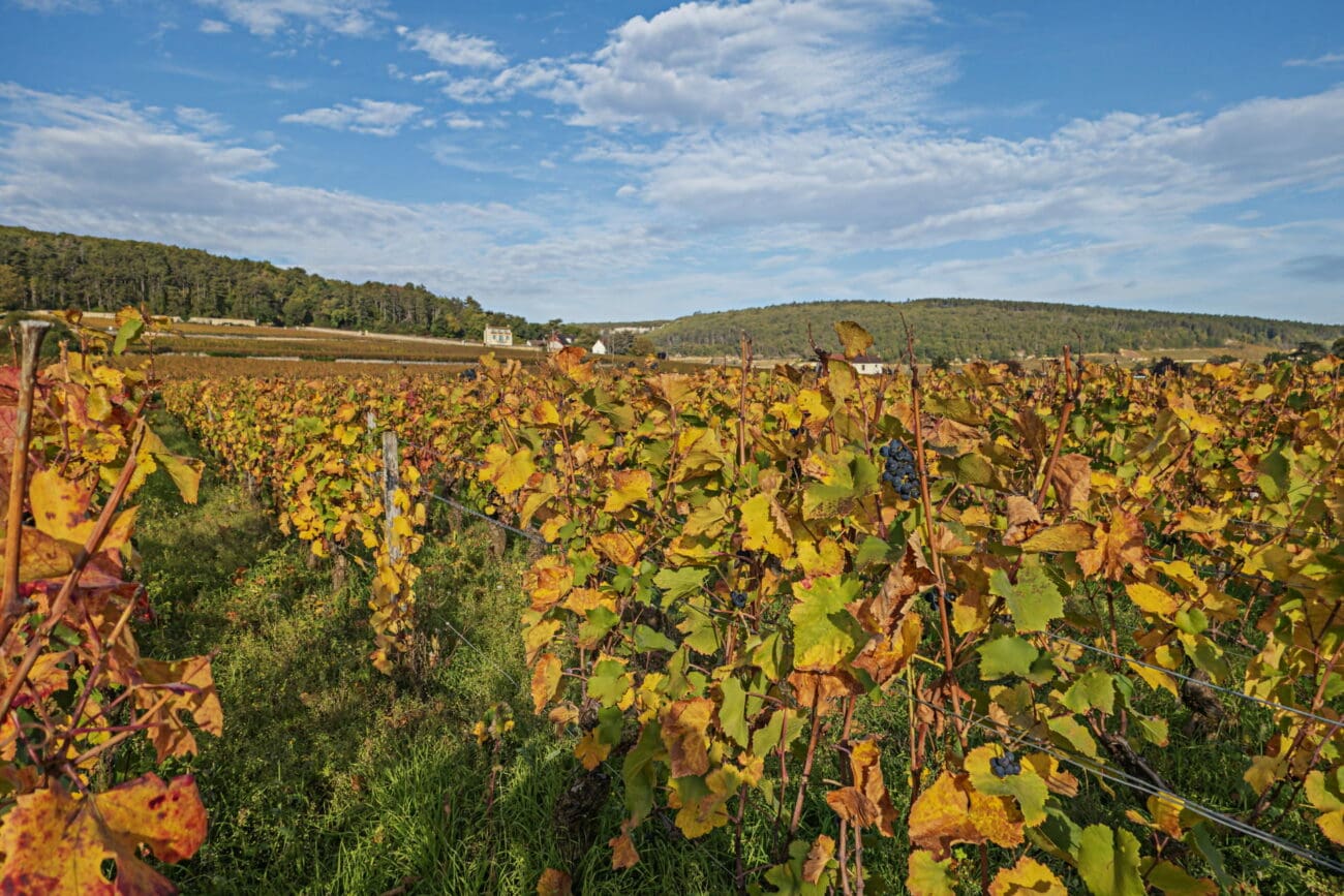 Rangs de vignes en Bourgogne aux feuilles dorées sous un ciel bleu parsemé de nuages, avec une colline boisée en arrière-plan.
